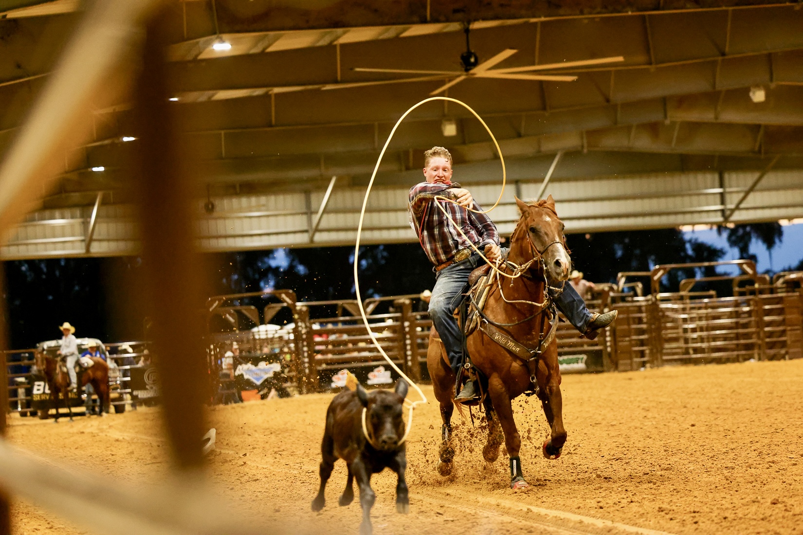 Person riding a horse inside an indoor arena, with a calf nearby, under a curved roof structure.
