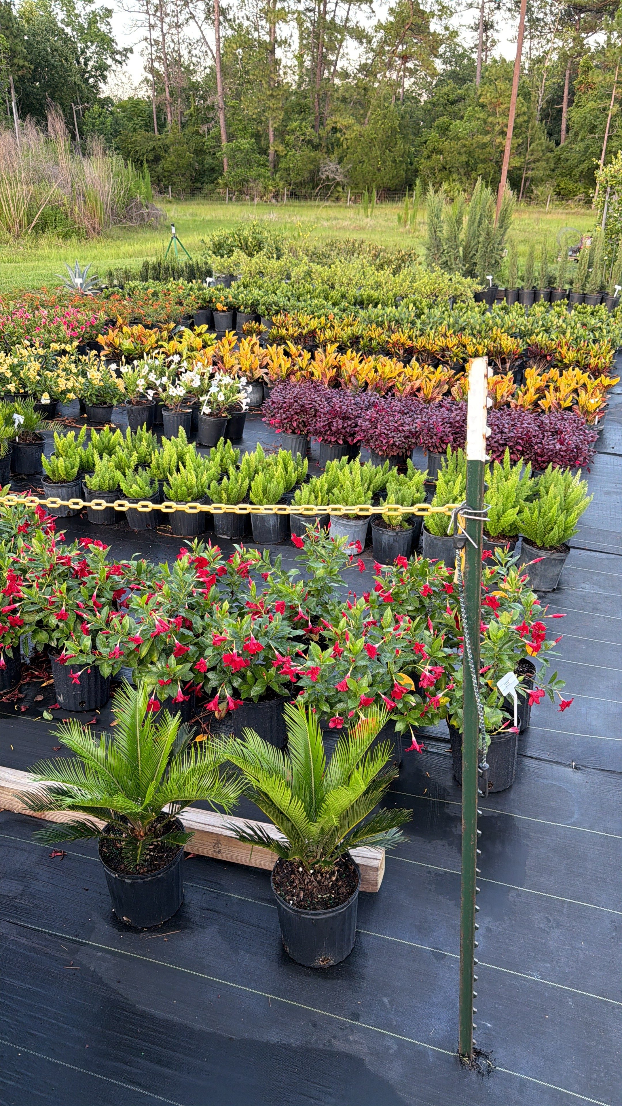 Flower display with pink and red blooms, potted plants, and a garden background, viewed from the side.