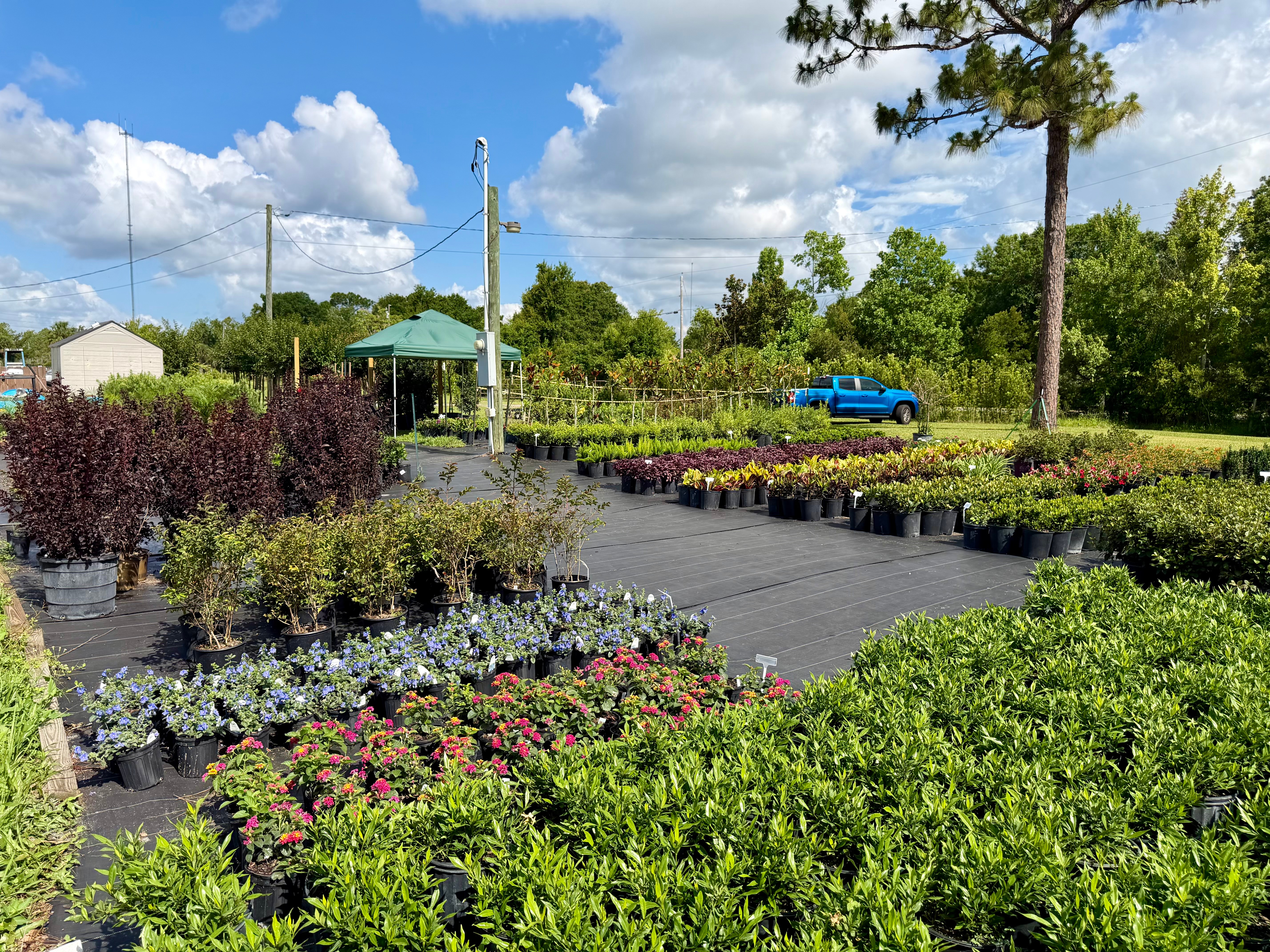 A plant nursery with rows of potted plants, a blue truck, and a small green canopy under a partly cloudy sky.