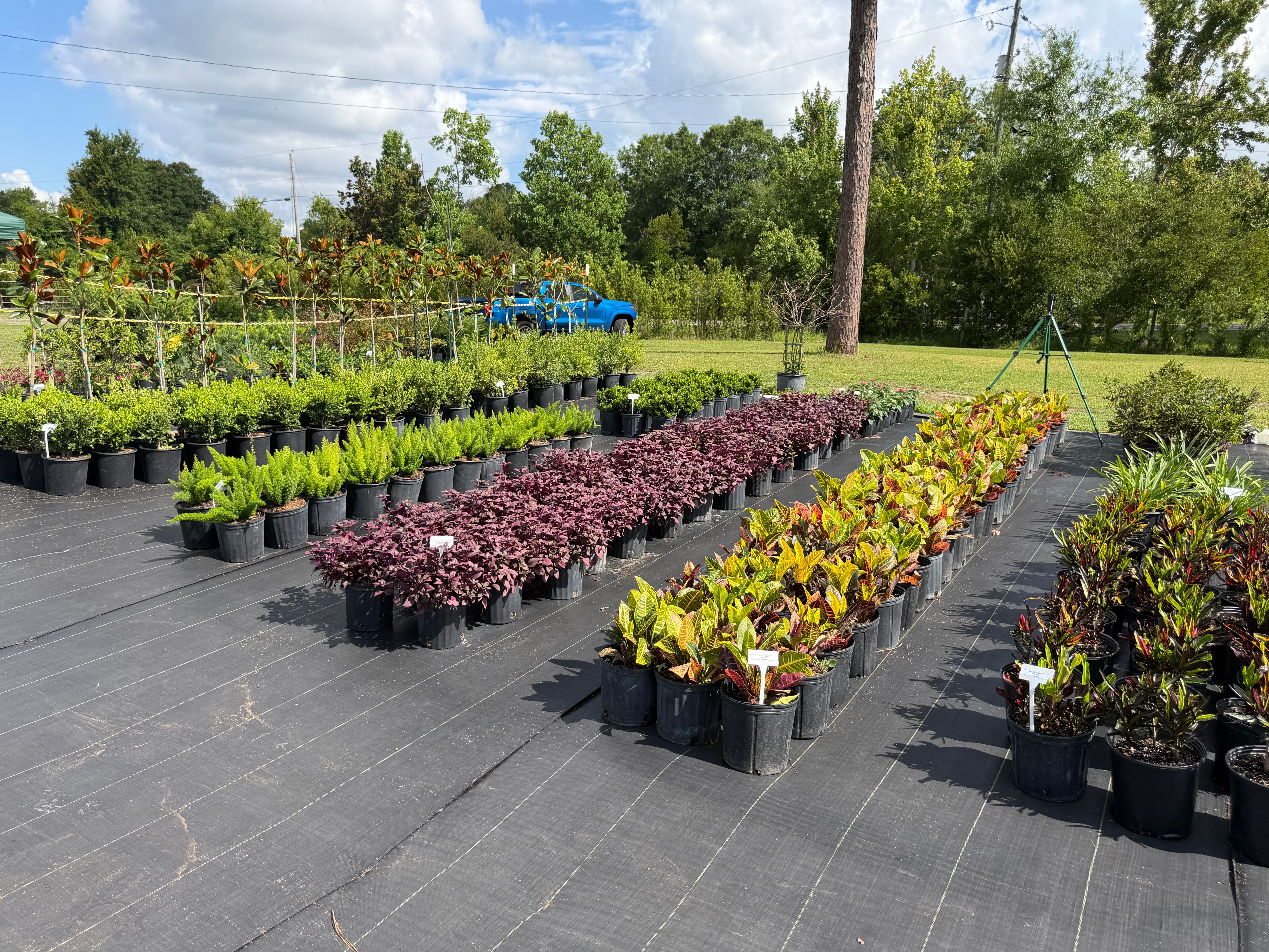 Rows of potted plants and flowers on a black outdoor surface with trees and a blue sky in the background.