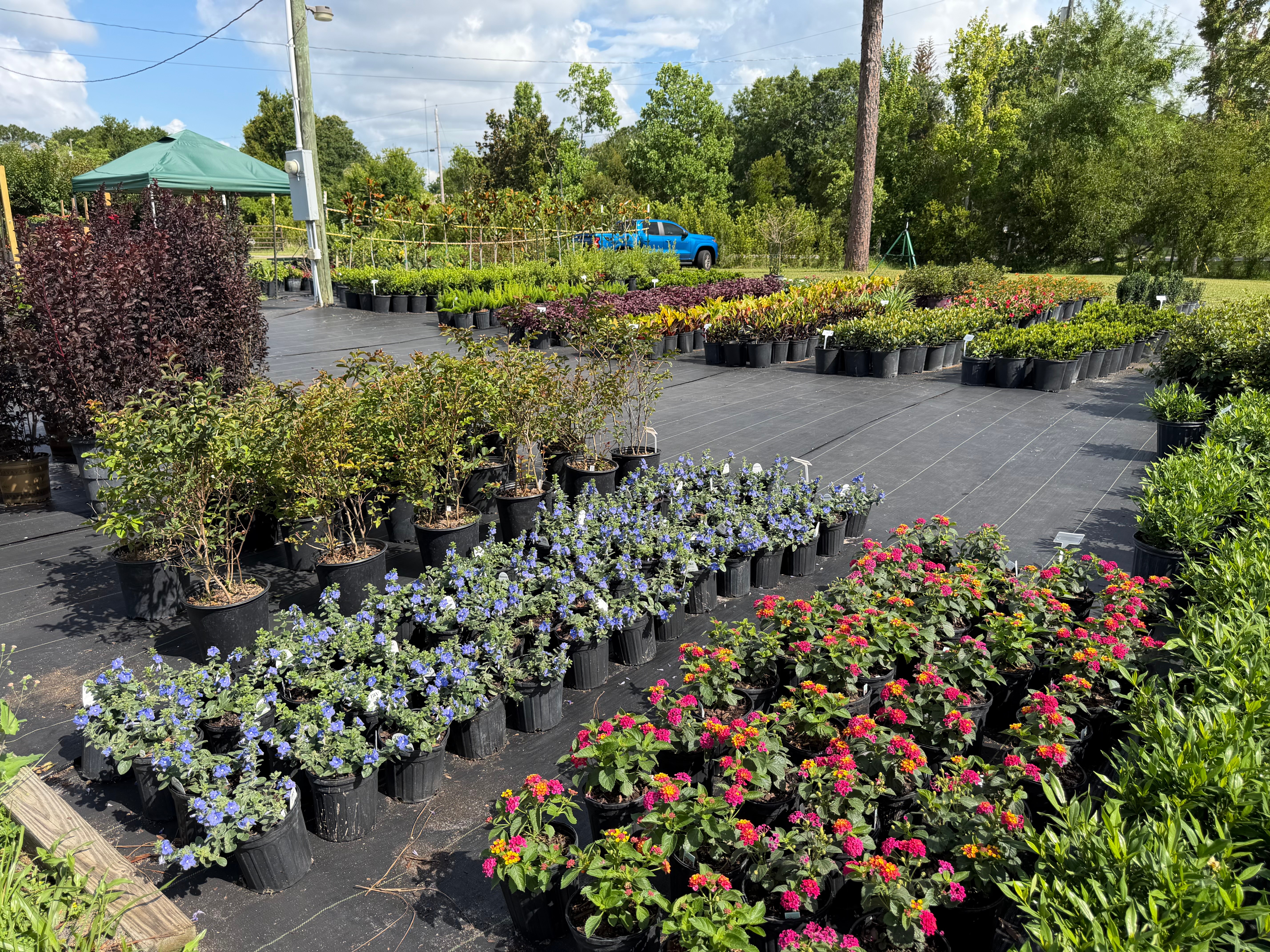 Nursery with rows of potted flowering plants and shrubs outdoors, sunny day, trees in background.