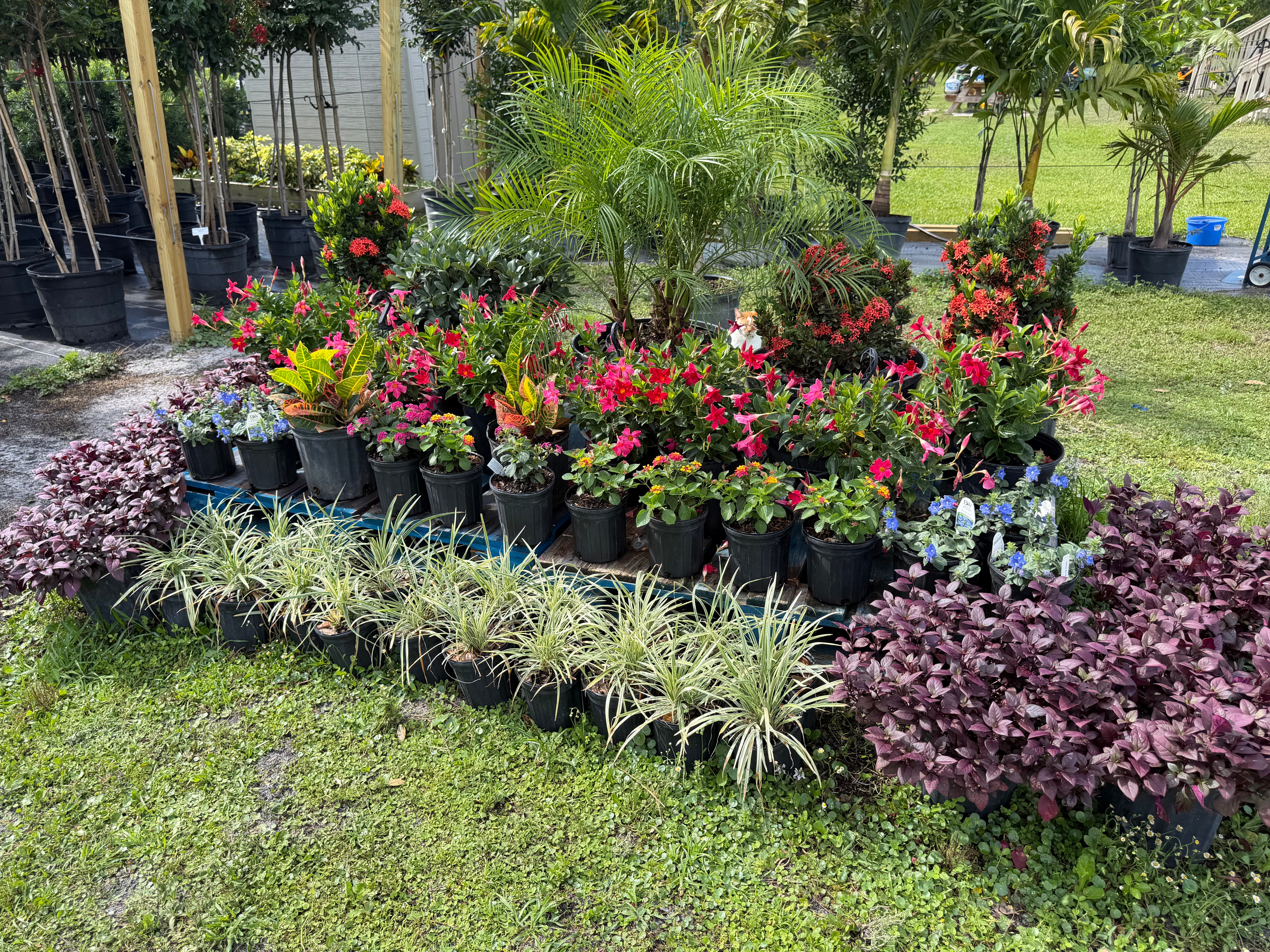 Arrangement of colorful flowering plants and shrubs in black pots on grass, with trees and a fence in background.