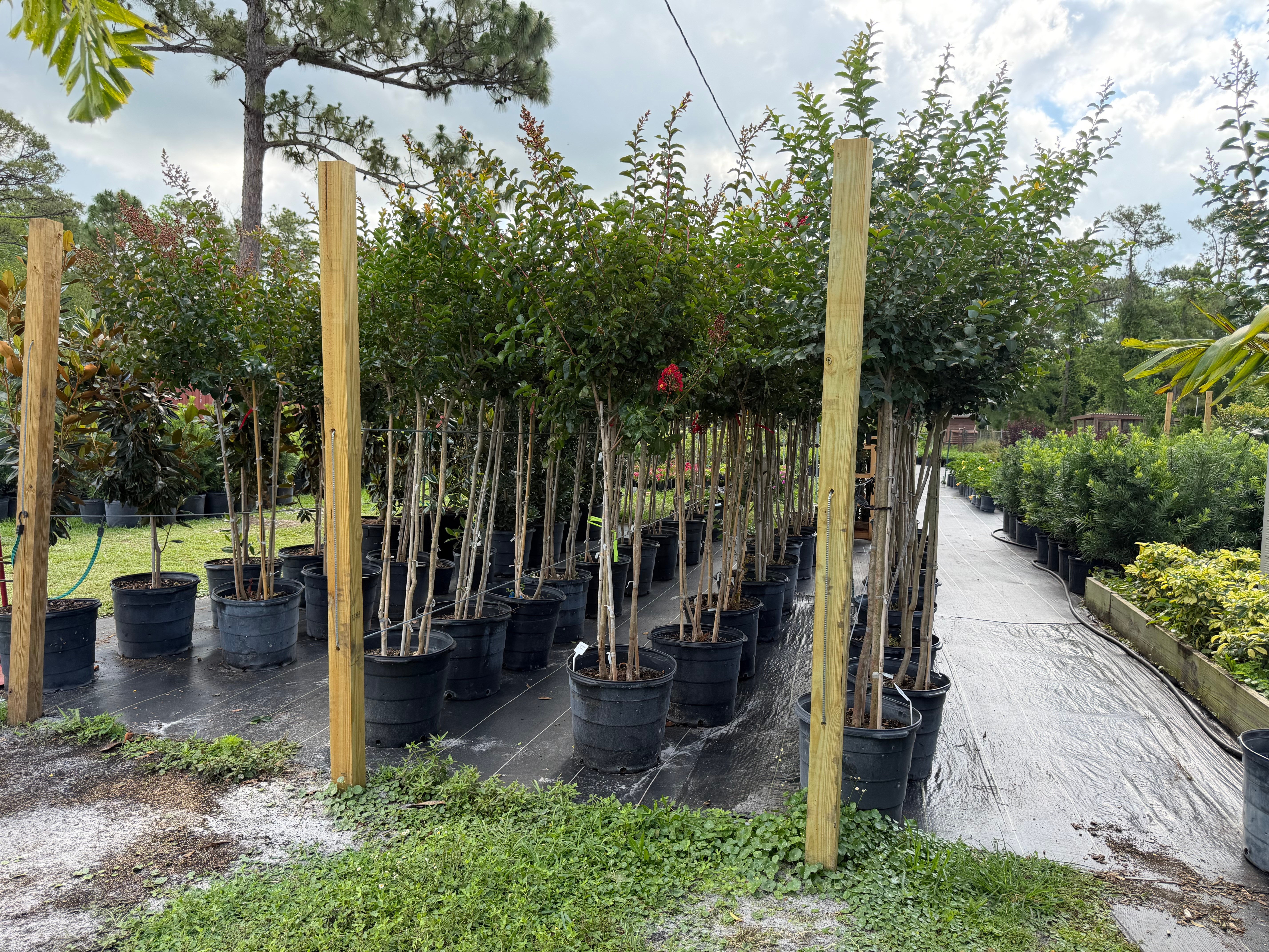 Rows of potted trees with stakes in a nursery, with a pathway on the right and a grassy area in front.
