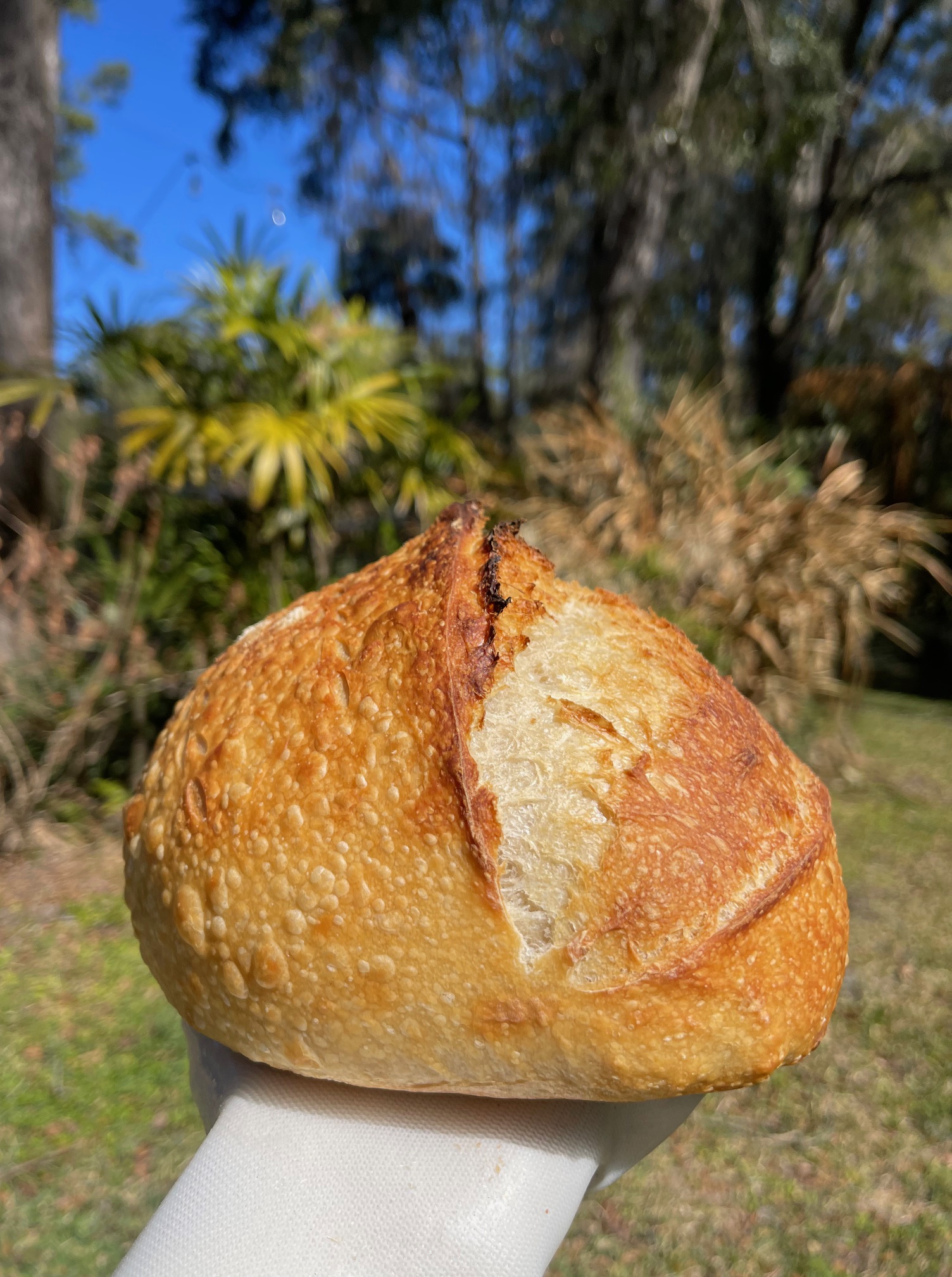 A bread roll with a golden crust on a white surface outdoors, with trees and blue sky in background.