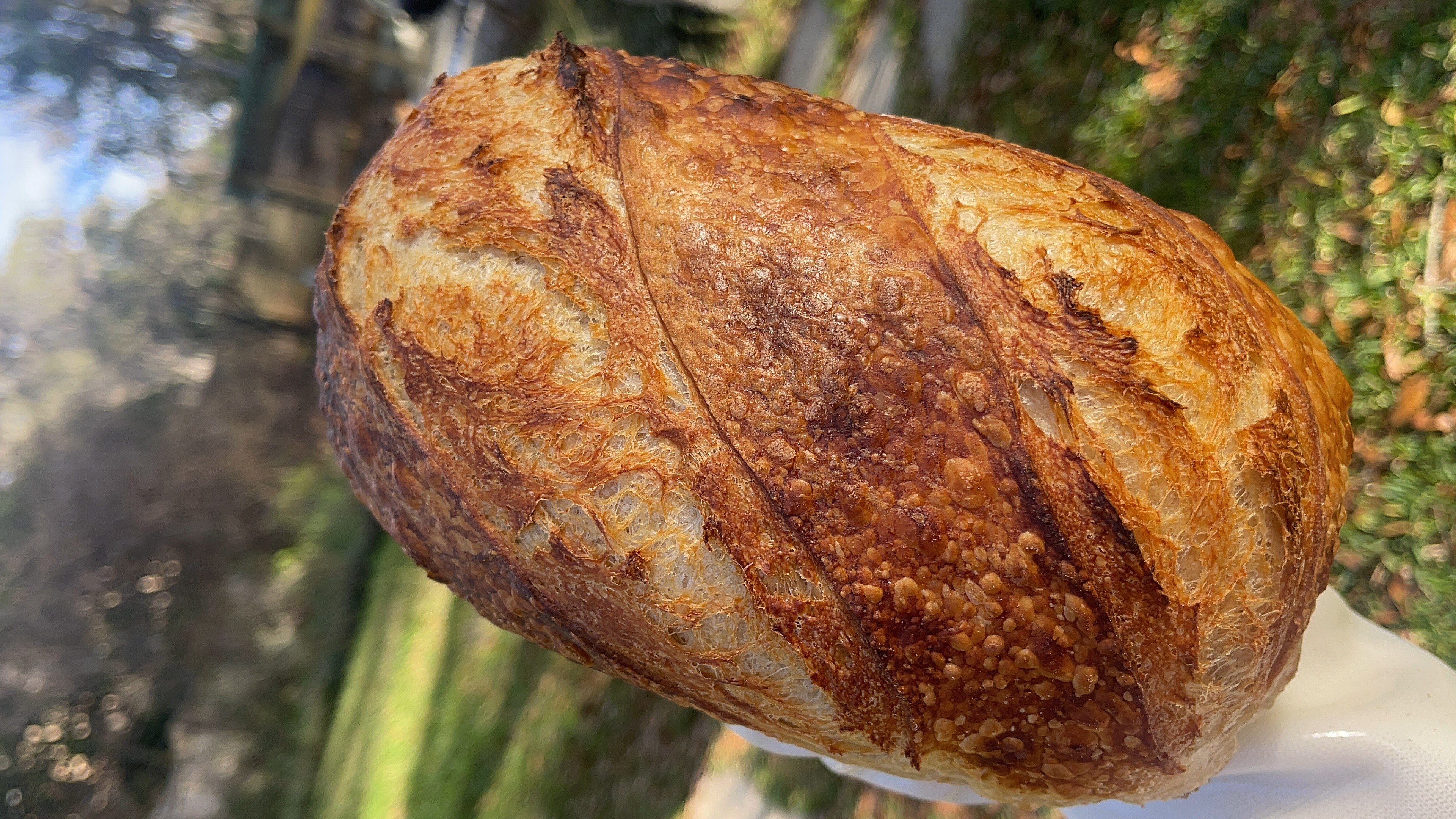 Close-up of a loaf of bread outdoors with trees and sunlight in the background.
