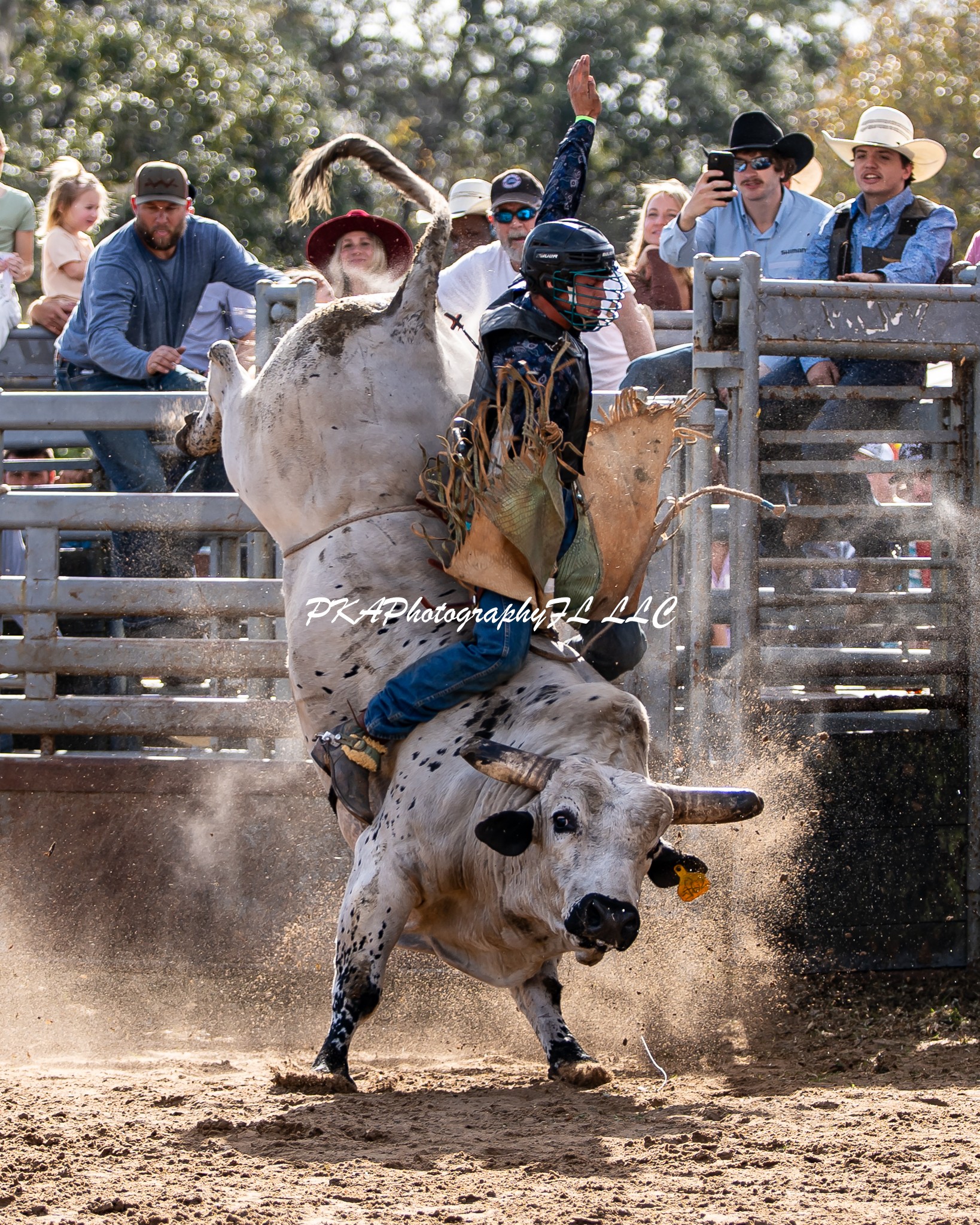 Person riding a bucking bull during a rodeo event with spectators watching behind a metal fence.