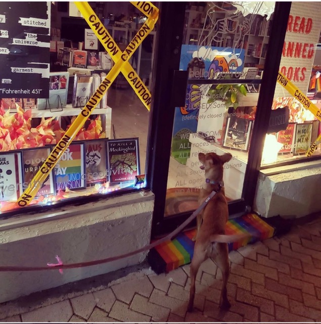 Dog looking into a store window with caution tape, books, and signs inside, on a brick sidewalk, at night.