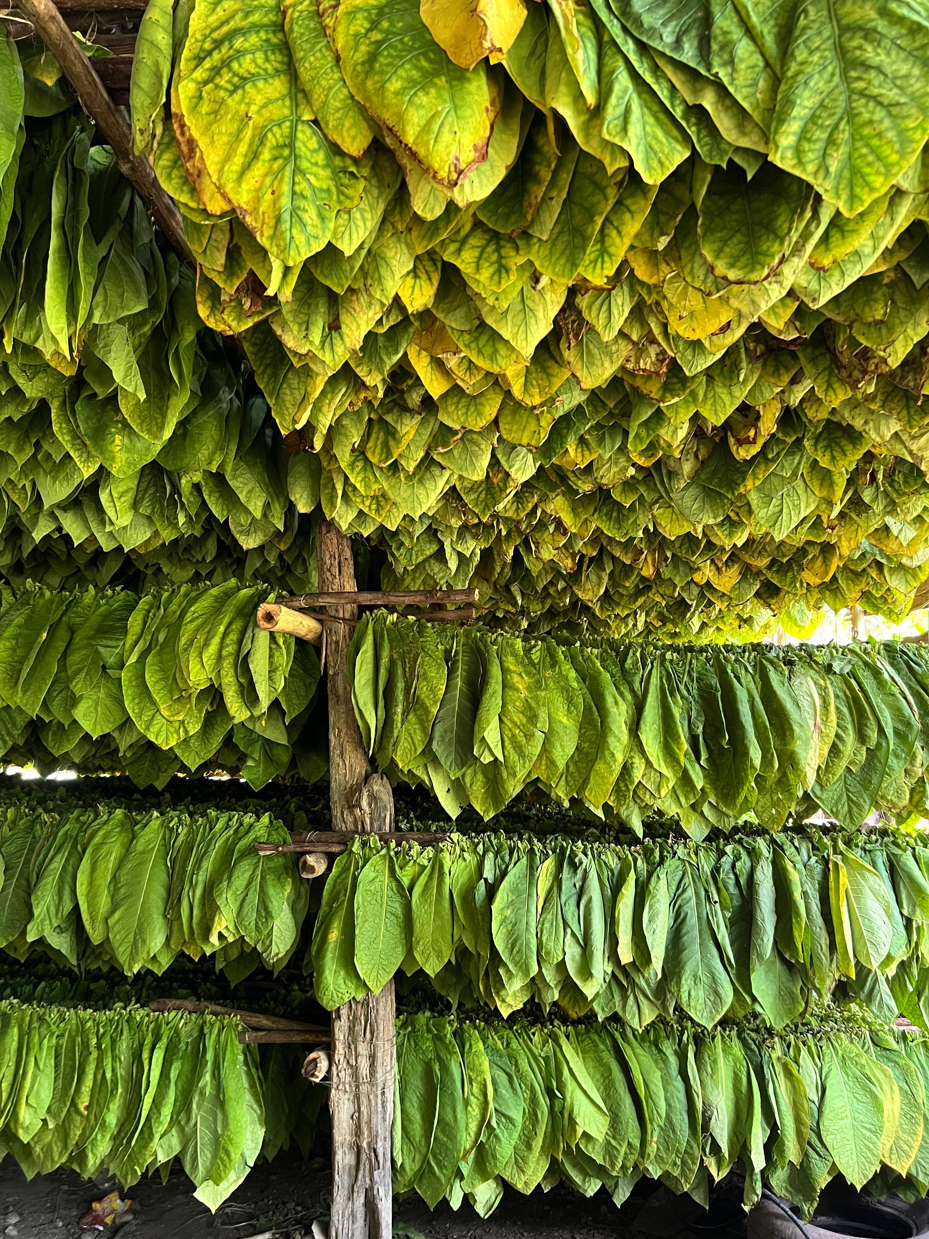 Close-up of green leaves hanging in layers from a wooden structure, with a mix of yellowing and healthy leaves.