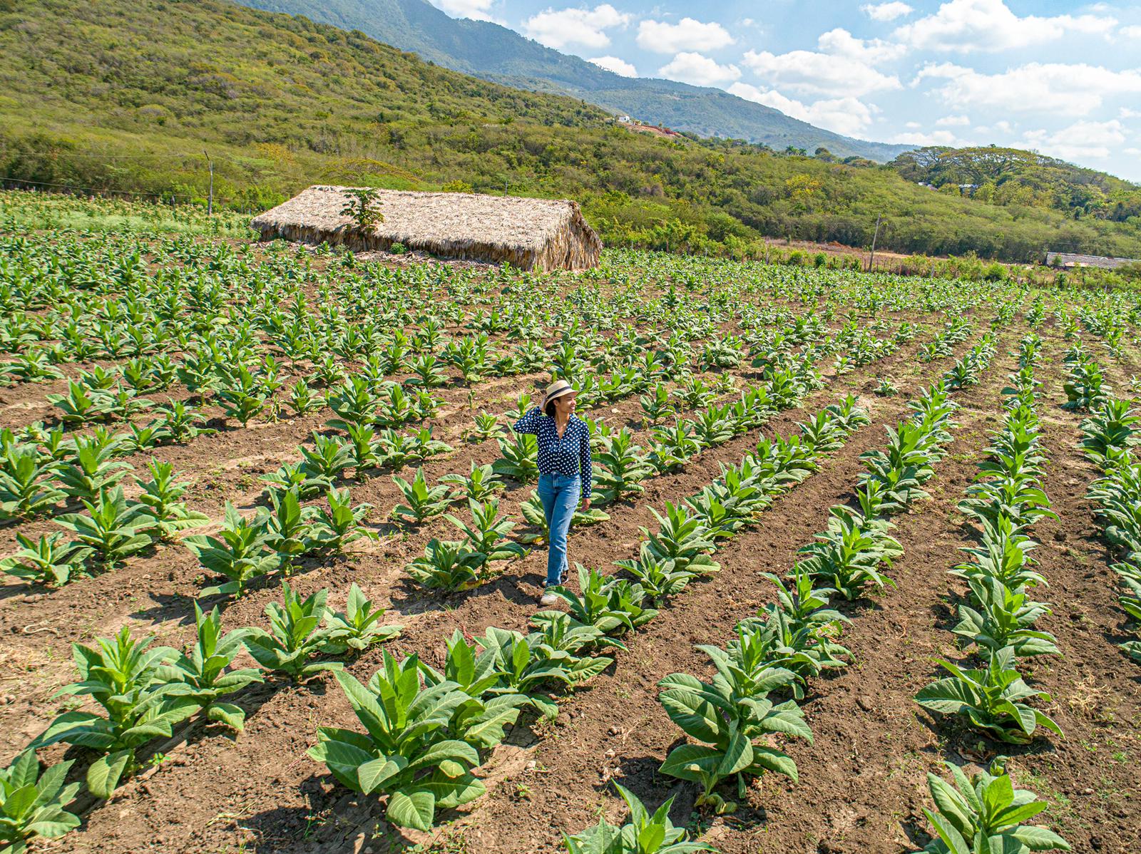 Person wearing a hat standing in a cultivated field with rows of green plants, mountains and a small building in background.