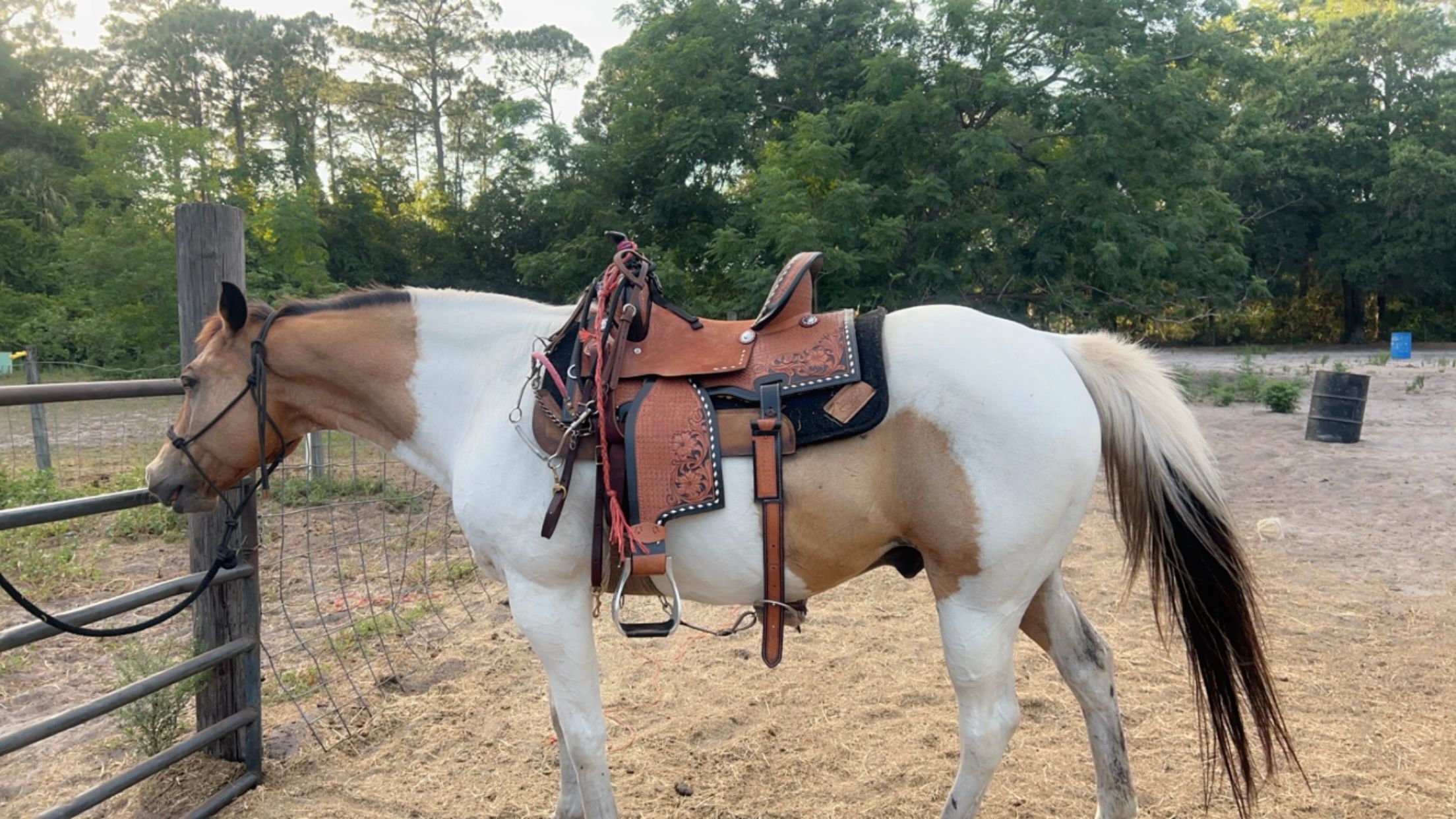 Two horses with saddles and bridles standing on a dirt path, trees in the background.
