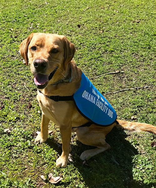 Dog wearing a blue vest sitting on grass, smiling with tongue out, sunny day.